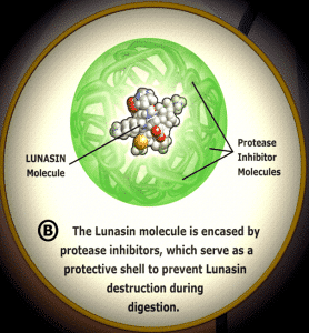 Lunasin Bioavailability