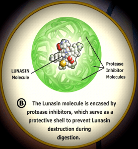 Lunasin Bioavailability