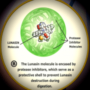 LunaRich Bioavailability